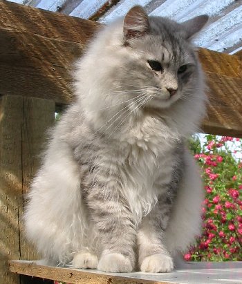 Den sibiriske kat